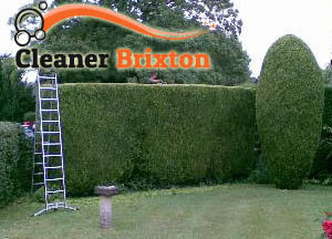 Hedge Maintenance Brixton